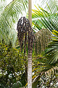  Açai Palm - Amazon Rainforest  - Amazonas state (AM) - Brazil