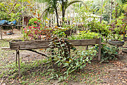  Raised Kitchen garden to protect from river flooding  - Amazonas state (AM)