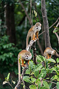  Common squirrel monkey (Saimiri sciureus) - Amazon rainforest  - Iranduba city - Amazonas state (AM) - Brazil
