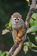  Common squirrel monkey (Saimiri sciureus) - Amazon rainforest  - Iranduba city - Amazonas state (AM) - Brazil