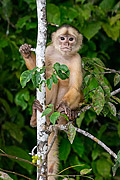  Capuchin monkey - Amazon rainforest  - Iranduba city - Amazonas state (AM) - Brazil
