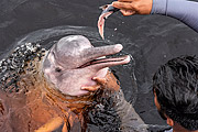  Man feeding pink dolphin (Inia geoffrensis) - dolphins platform - Negro River  - Amazonas state (AM) - Brazil