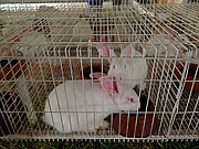  Rabbit breeding  - Cotipora city - Rio Grande do Sul state (RS) - Brazil