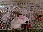  Rabbit breeding  - Cotipora city - Rio Grande do Sul state (RS) - Brazil
