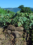  Old grape vineyard fence  - Cotipora city - Rio Grande do Sul state (RS) - Brazil