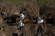  Picture taken with drone of burial being carried out in mass grave at Sao Francisco Xavier Cemetery - also known as Caju Cemetery - Coronavirus Crisis  - Rio de Janeiro city - Rio de Janeiro state (RJ) - Brazil
