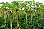  Papaya plantation on rural property on the banks of Highway BA-001  - Porto Seguro city - Bahia state (BA) - Brazil