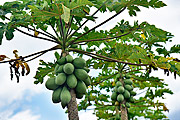  Papaya plantation on rural property on the banks of Highway BA-001  - Porto Seguro city - Bahia state (BA) - Brazil
