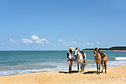  Horse rental for Rio Verde Beach tour  - Porto Seguro city - Bahia state (BA) - Brazil