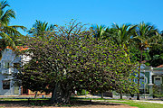  Baobab (Adansonia) at Sol Street  - Olinda city - Pernambuco state (PE) - Brazil