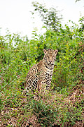  Jaguar (Panthera onca)  - Pocone city - Mato Grosso state (MT) - Brazil