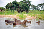  Capybaras (Hydrochoerus hydrochaeris) - Pantanal Matogrossense  - Pocone city - Mato Grosso state (MT) - Brazil