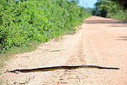  Green anaconda (Eunectes murinus) crossing the transpantaneira highway  - Pocone city - Mato Grosso state (MT) - Brazil