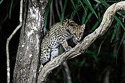  Ocelot (Leopardus pardalis)  - Pocone city - Mato Grosso state (MT) - Brazil