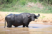  Buffalo farming in the Pantanal  - Pocone city - Mato Grosso state (MT) - Brazil