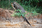  Jaguar (Panthera onca) hunting alligator on the bank of the Tres Irmaos River  - Pocone city - Mato Grosso state (MT) - Brazil