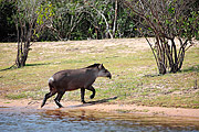  Tapir (Tapirus terrestris)  - Pocone city - Mato Grosso state (MT) - Brazil