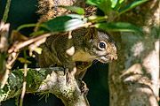  Detail of brazilian squirrel (Sciurus aestuans) - Serrinha do Alambari Environmental Protection Area  - Resende city - Rio de Janeiro state (RJ) - Brazil