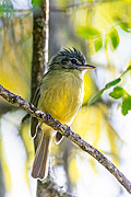  Yellow-olive Flycatcher (Tolmomyias sulphurescens) - Serrinha do Alambari Environmental Protection Area  - Resende city - Rio de Janeiro state (RJ) - Brazil