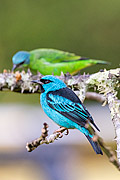  Blue Dacnis (Dacnis cayana) - Serrinha do Alambari Environmental Protection Area  - Resende city - Rio de Janeiro state (RJ) - Brazil