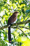  Squirrel Cuckoo (Piaya cayana) - Serrinha do Alambari Environmental Protection Area  - Resende city - Rio de Janeiro state (RJ) - Brazil