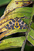  Detail of moth or butterfly - Serrinha do Alambari Environmental Protection Area  - Resende city - Rio de Janeiro state (RJ) - Brazil