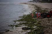  Accumulation of Gigogas (Eichhornia crassipes) on Barra da Tijuca beach due to pollution in the regions lagoons  - Rio de Janeiro city - Rio de Janeiro state (RJ) - Brazil