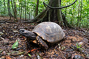  Yellow-footed tortoise (Chelonoidis denticulatus) - Tijuca National Park  - Rio de Janeiro city - Rio de Janeiro state (RJ) - Brazil