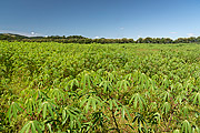  Cassava plantation - Guapiacu Ecological Reserve  - Cachoeiras de Macacu city - Rio de Janeiro state (RJ) - Brazil
