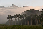  General view of Guapiacu Ecological Reserve  - Cachoeiras de Macacu city - Rio de Janeiro state (RJ) - Brazil