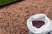  Detail of cocoa beans in the barge - traditional and natural drying process  - Belmonte city - Bahia state (BA) - Brazil