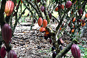  Cocoa plantation  - Belmonte city - Bahia state (BA) - Brazil