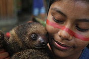  Girl from Satere-mawe tribe - Wakiru Community - With sloth on his lap  - Manaus city - Amazonas state (AM) - Brazil