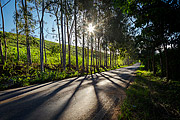 Sunbeams and Eucalyptus on the banks of the MG-353 highway  - Guarani city - Minas Gerais state (MG) - Brazil
