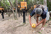  Beekeeping for honey production - Tupiniquim ethnic group Pau Brasil  - Aracruz city - Espirito Santo state (ES) - Brazil