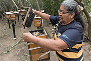  Beekeeping for honey production - Tupiniquim ethnic group Pau Brasil  - Aracruz city - Espirito Santo state (ES) - Brazil