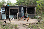  Raising chickens - Tupiniquim ethnic group Pau Brasil  - Aracruz city - Espirito Santo state (ES) - Brazil