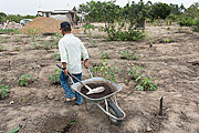 Indian transporting organic fertilizer in wheelbarrow - Tupiniquim ethnic group Pau Brasil  - Aracruz city - Espirito Santo state (ES) - Brazil