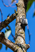  Beetle (Megasoma anubis) on tree trunk - Serrinha do Alambari Environmental Protection Area  - Resende city - Rio de Janeiro state (RJ) - Brazil