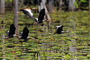 Flight of Black-bellied Whistling-Duck (Dendrocygna autumnalis) on the Ariau River  - Iranduba city - Amazonas state (AM) - Brazil