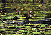  Black-bellied Whistling-Duck (Dendrocygna autumnalis) on the Ariau River  - Iranduba city - Amazonas state (AM) - Brazil