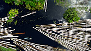  Picture taken with drone of illegal wood logs such as Samauma, Cedro, Mogno, Itauba, Assaçu, among others seized in the Santo Antonio Community. The logs come from the Piranha Sustainable Development Reserve (RDS) and the Piagaçu-Purus RDS  - Manacapuru city - Amazonas state (AM) - Brazil