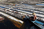  Illegal wood logs such as Samauma, Cedro, Mogno, Itauba, Assaçu, among others seized in the Santo Antonio Community. The logs come from the Piranha Sustainable Development Reserve (RDS) and the Piagaçu-Purus RDS  - Manacapuru city - Amazonas state (AM) - Brazil