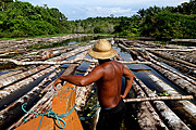  Illegal wood logs such as Samauma, Cedro, Mogno, Itauba, Assaçu, among others seized in the Santo Antonio Community. The logs come from the Piranha Sustainable Development Reserve (RDS) and the Piagaçu-Purus RDS  - Manacapuru city - Amazonas state (AM) - Brazil