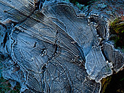  Ice on tree trunk after frost  - Canela city - Rio Grande do Sul state (RS) - Brazil