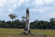 Deforested area in Nova Olinda do Norte - Nova Olinda do Norte city - Amazonas state (AM) - Brazil