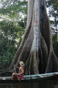 Riverine observes Kapok tree (Ceiba pentandra) - Igapo - Iranduba city - Amazonas state (AM) - Brazil