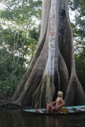 Riverine observes Kapok tree (Ceiba pentandra) - Igapo - Iranduba city - Amazonas state (AM) - Brazil