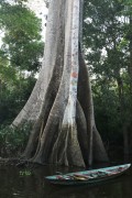 Canoa and Kapok tree (Ceiba pentandra) - Igapo - Iranduba city - Amazonas state (AM) - Brazil