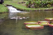 Detail of victorias regia (Victoria amazonica) - also known as Amazon Water Lily or Giant Water Lily - Frei Leandro Lake - Botanical Garden of Rio de Janeiro - Rio de Janeiro city - Rio de Janeiro state (RJ) - Brazil